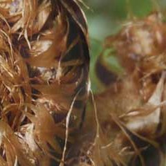 cropped-header-fern.jpg